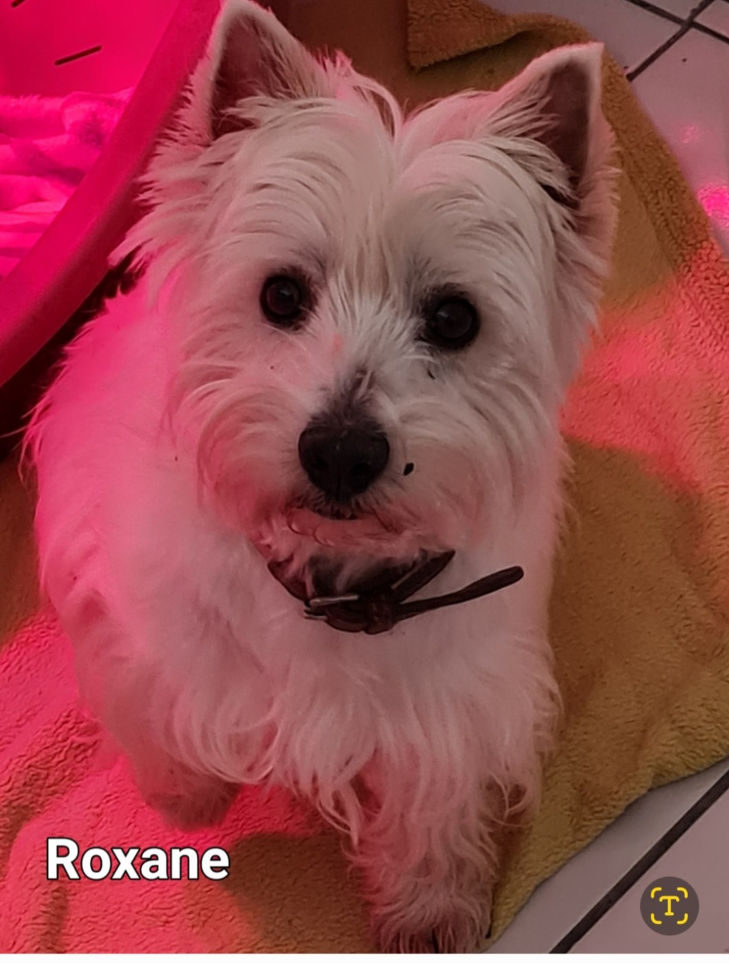 ROXANE du Clos Lachrico