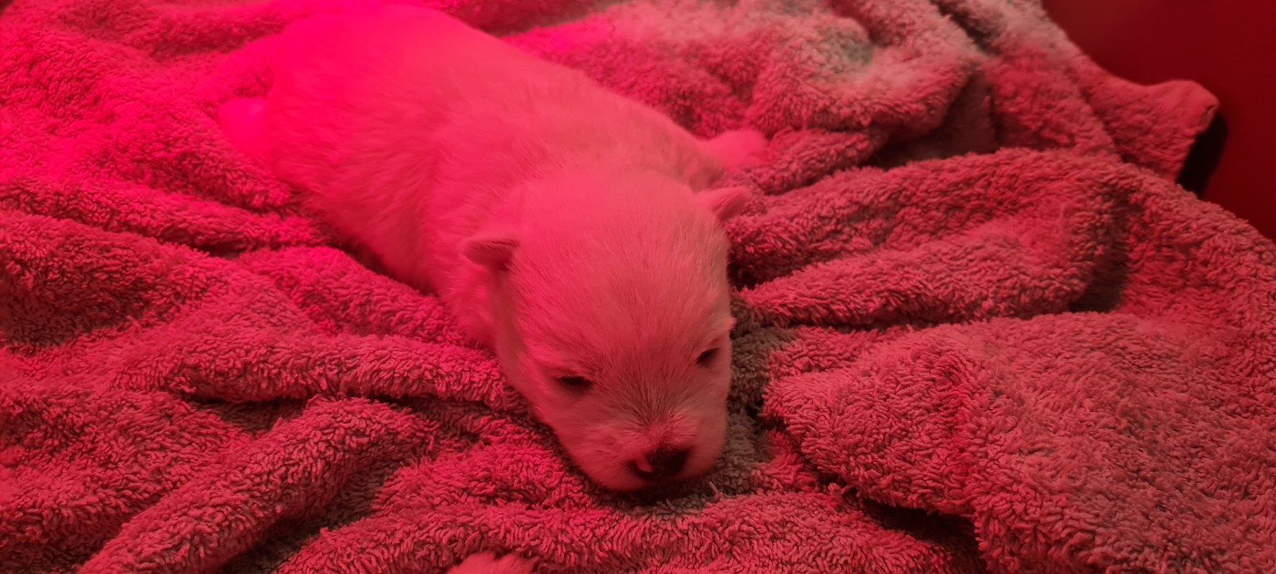 du Clos Lachrico - Chiots disponibles - West Highland White Terrier