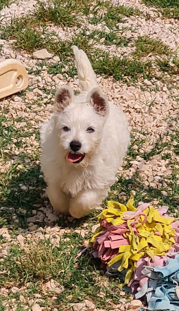 du Clos Lachrico - Chiots disponibles - West Highland White Terrier