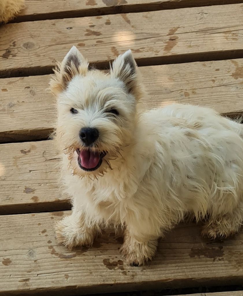 du Clos Lachrico - Chiots disponibles - West Highland White Terrier